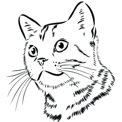 Orange Maine Coon Kitten for Sale | Name: Nyla Age: 11 Weeks