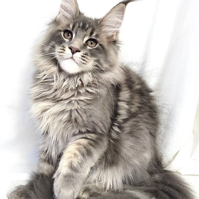 Purebred Maine Coon for sale