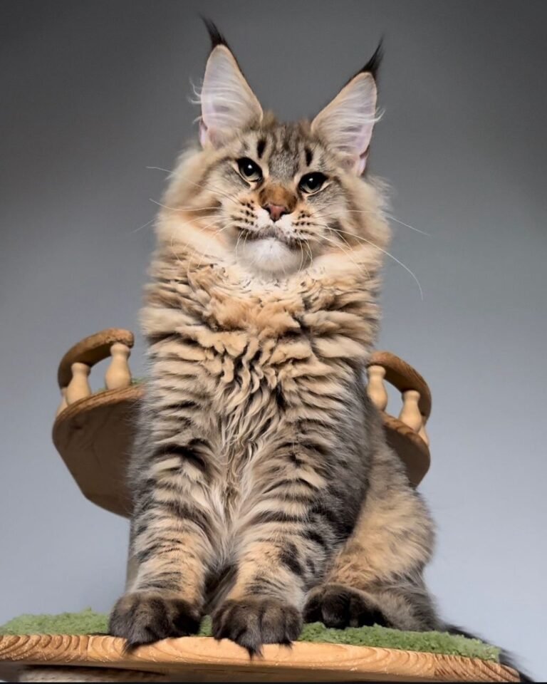 Maine Coon kittens for sale