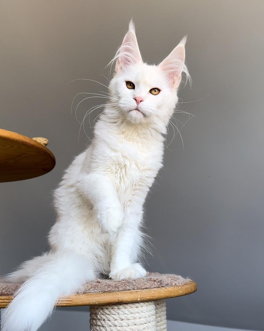 Maine Coon kitten adoption