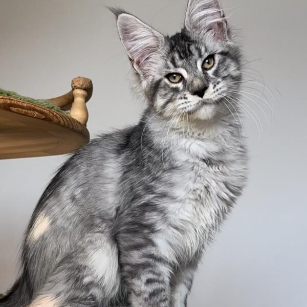 Maine Coon cat care