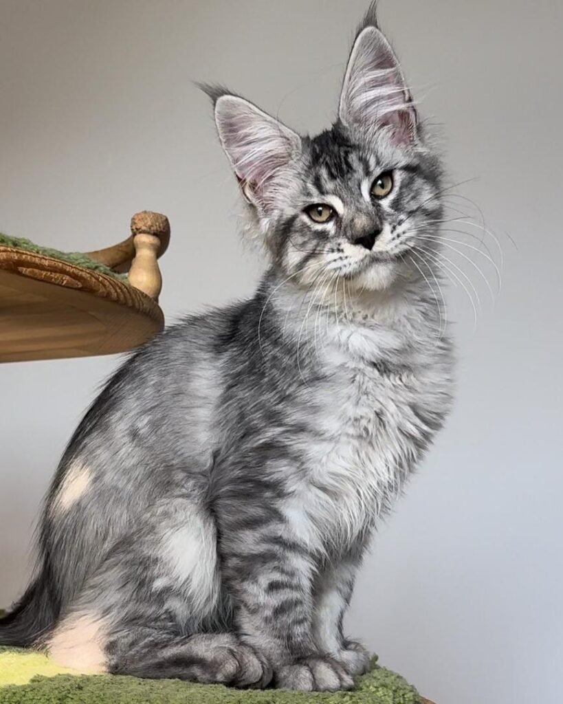 Maine Coon cat care