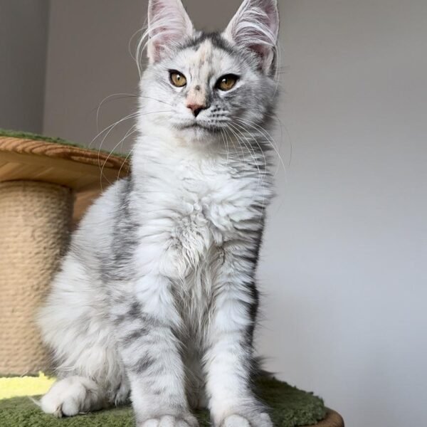 Maine Coon kitten personality