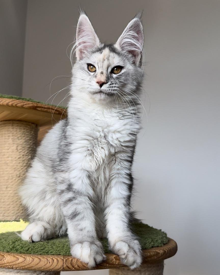 Maine Coon kitten personality