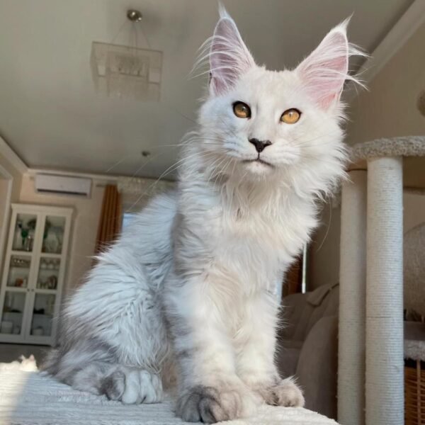 Maine Coon kitten training