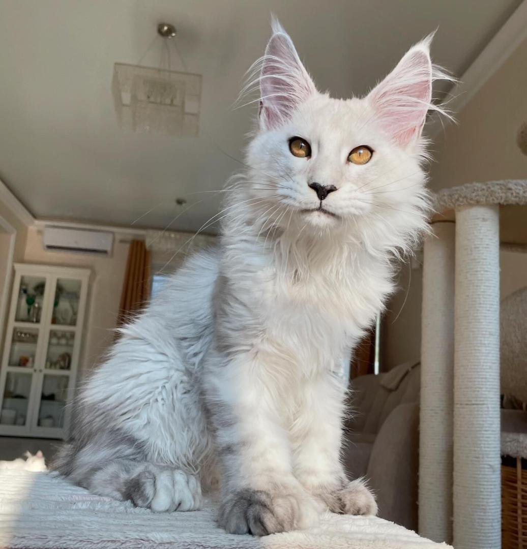 Maine Coon kitten training