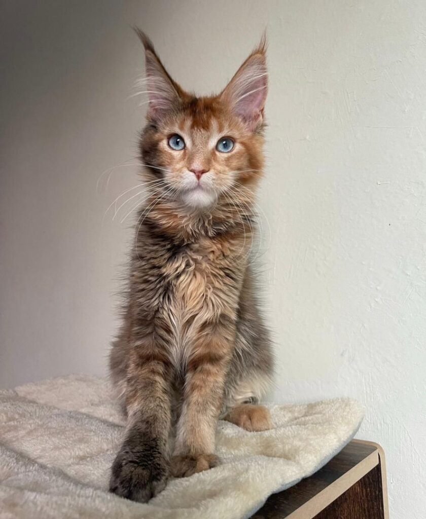 Red Maine Coon for sale