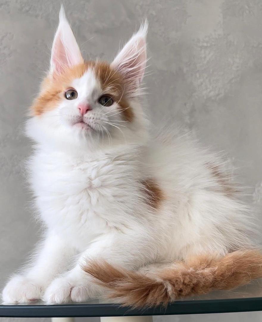 affordable Maine Coon kittens