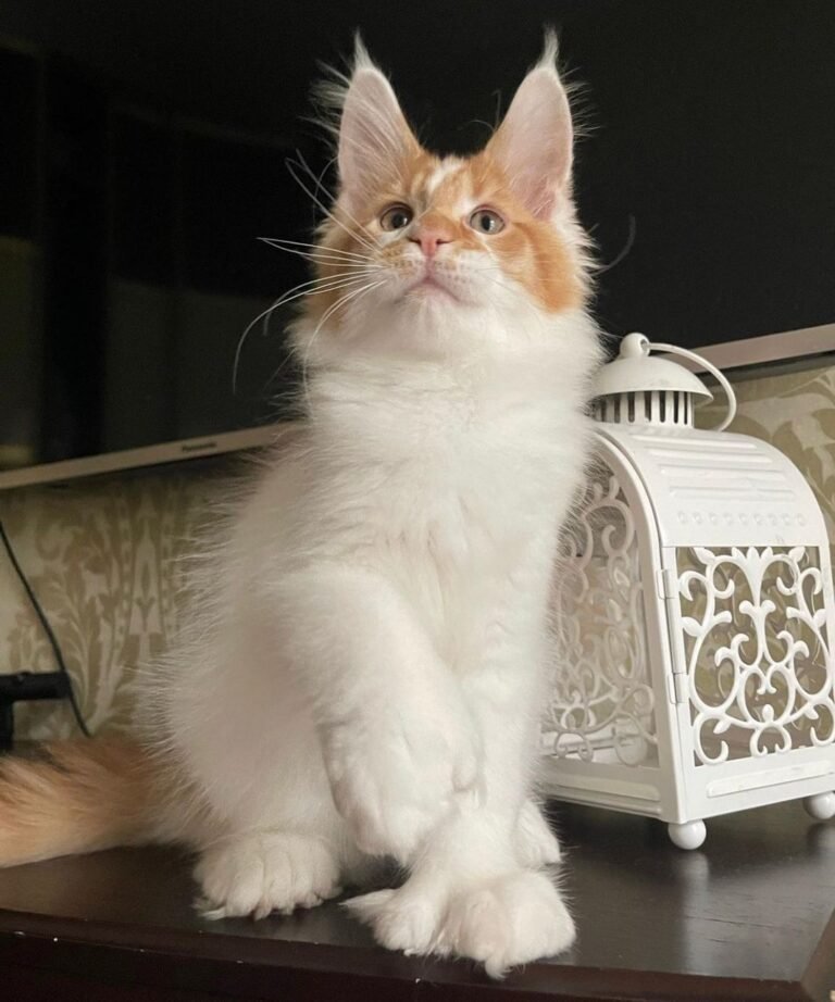 Maine Coon breed