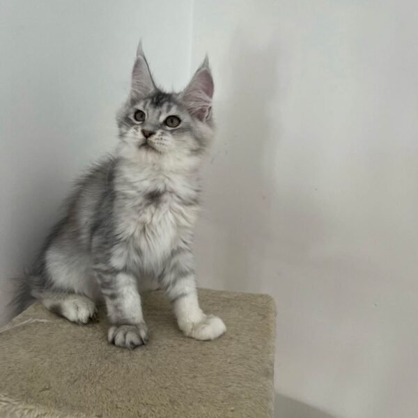 Maine Coon kittens tabby