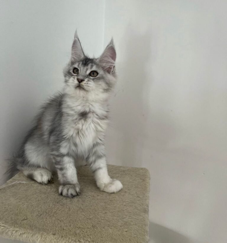 Maine Coon kittens tabby