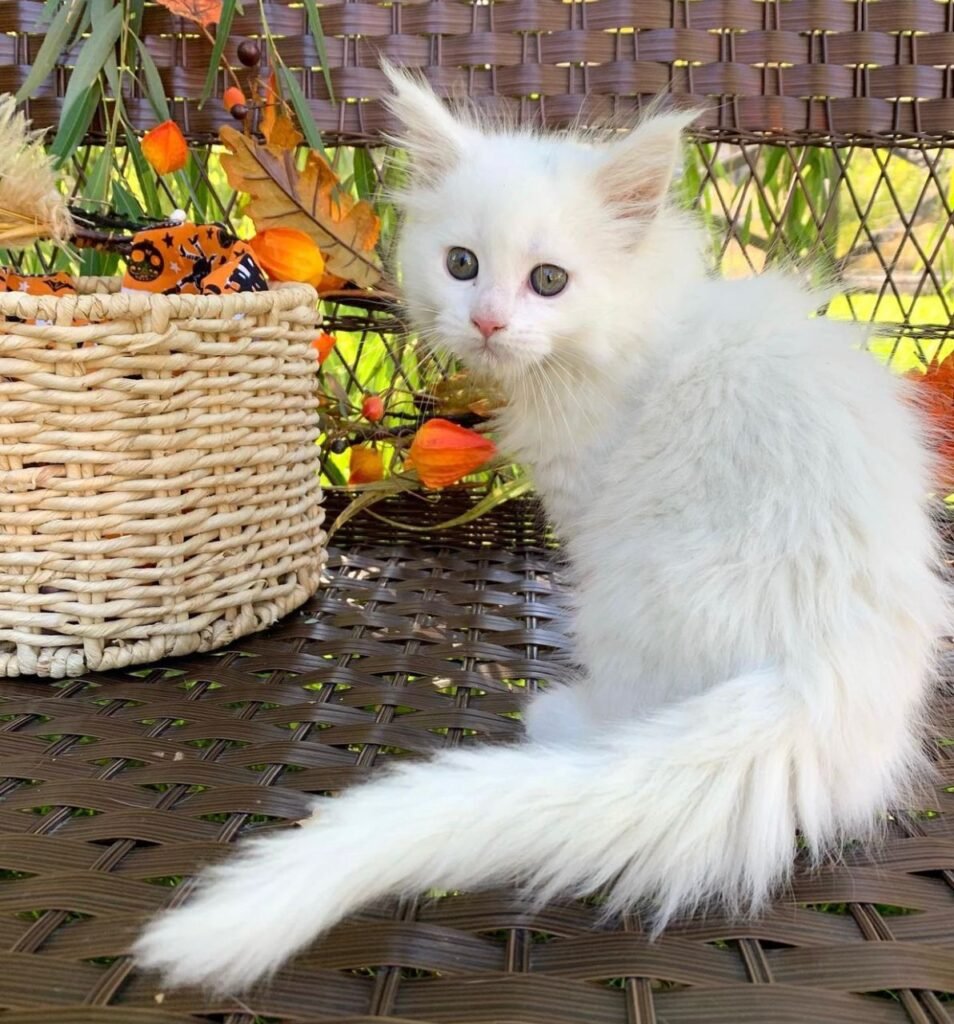 Maine Coon Breeders