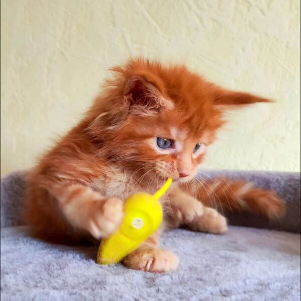 Healthy Maine Coon Kittens