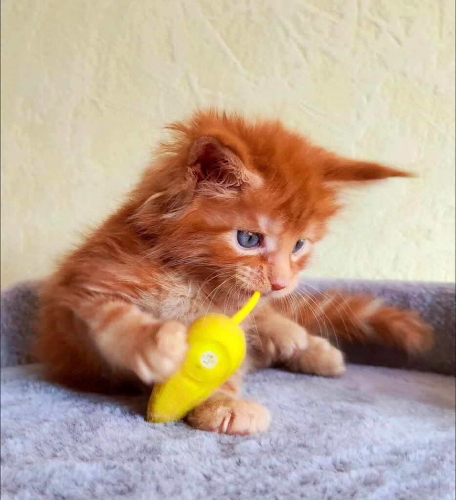 Healthy Maine Coon Kittens