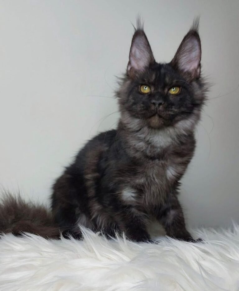 Maine Coon Kitten Prices