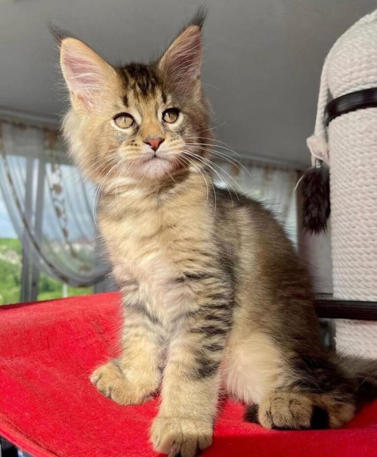 Affordable Maine Coon kittens for sale