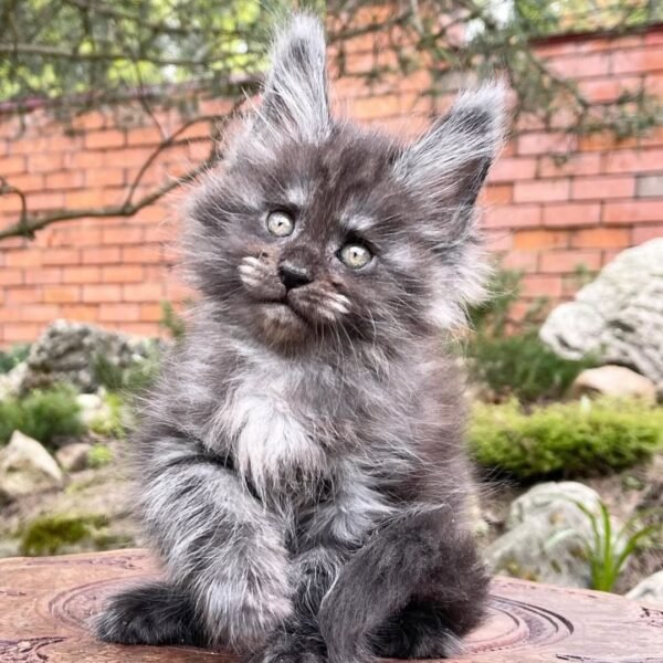 Black Smoked Maine Coon Cat for sale | Age: 11 Weeks