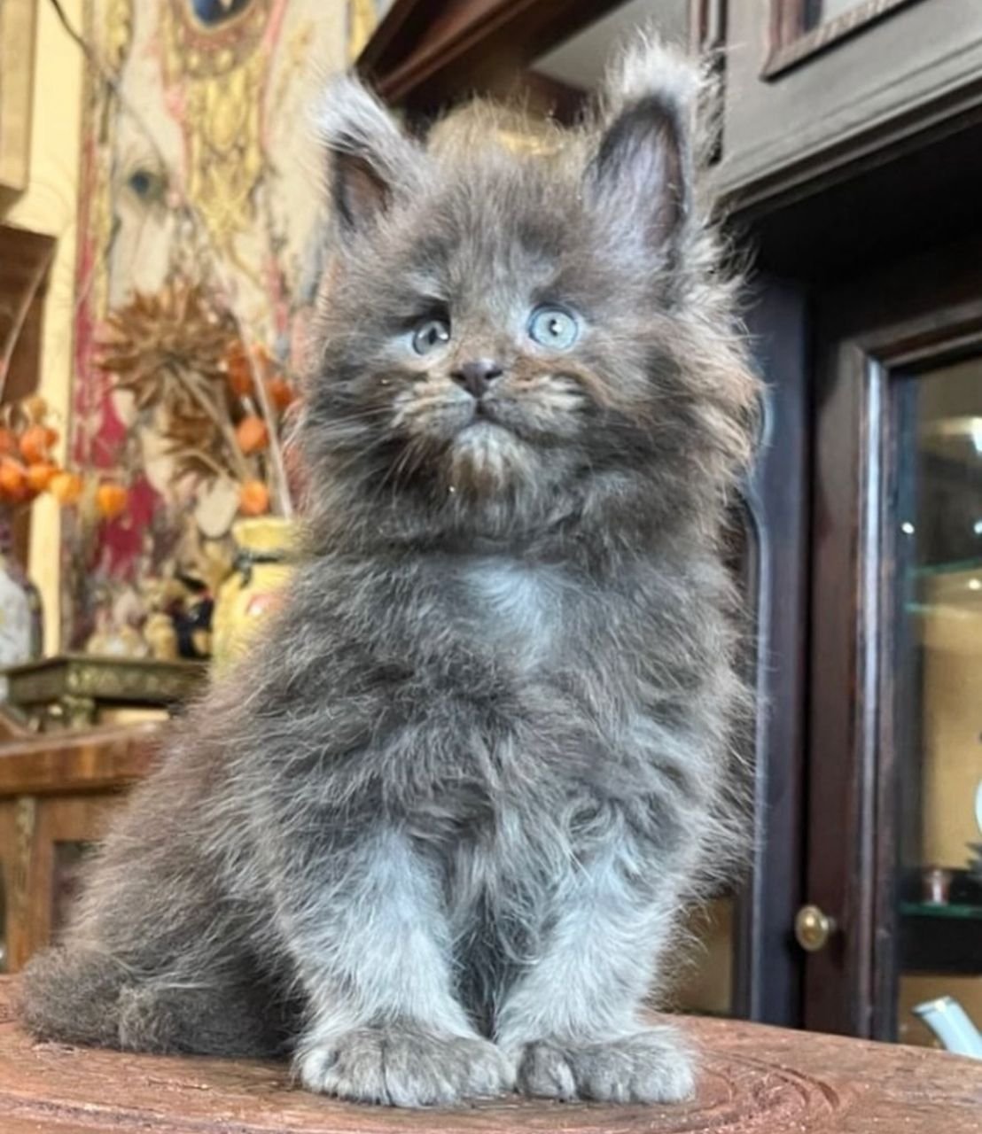 Maine Coon Polydactyl kittens for sale