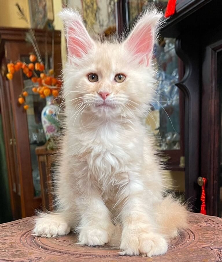 polydactyl Main Coon for Sale