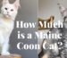 How Much is a Maine Coon Cat(1)