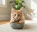 Maine Coon cat care guide