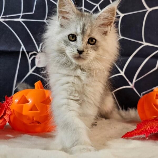 Black Silver Classic Tabby with White Maine Coon kitten for adoption