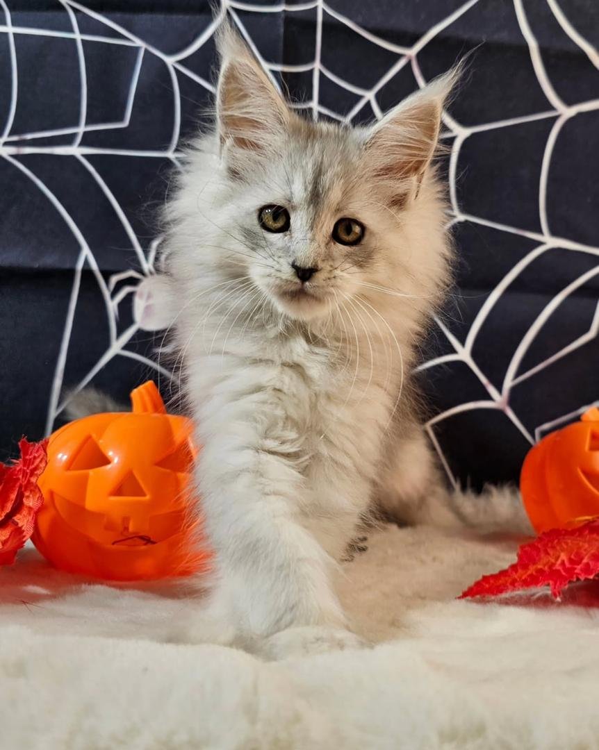 Black Silver Classic Tabby with White Maine Coon kitten for adoption