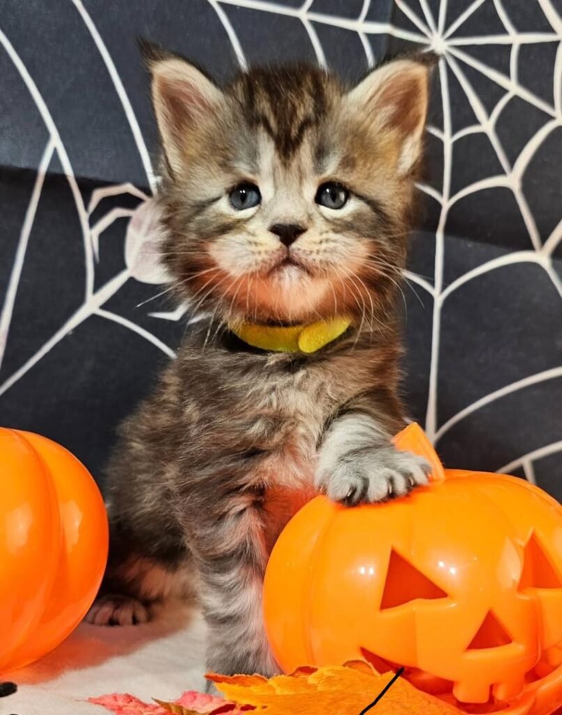 Classic Brown Tabby Maine Coon Kitten | AMCK