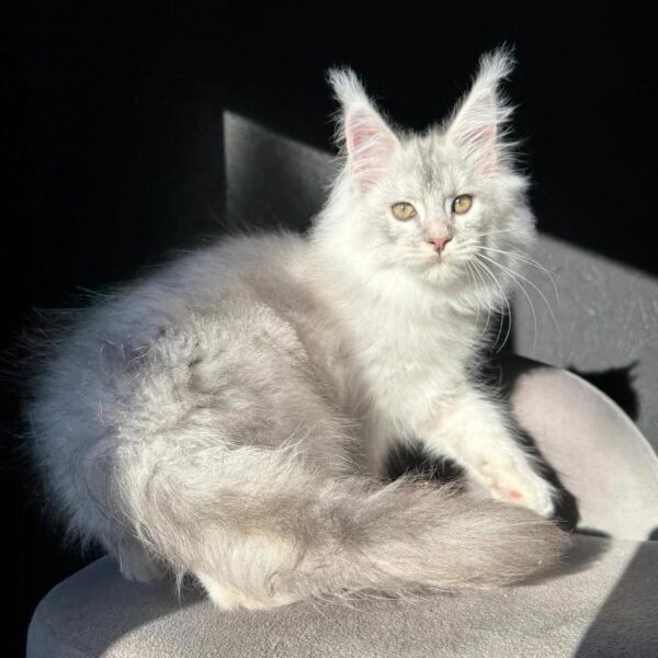 Silver Maine Coon for Sale