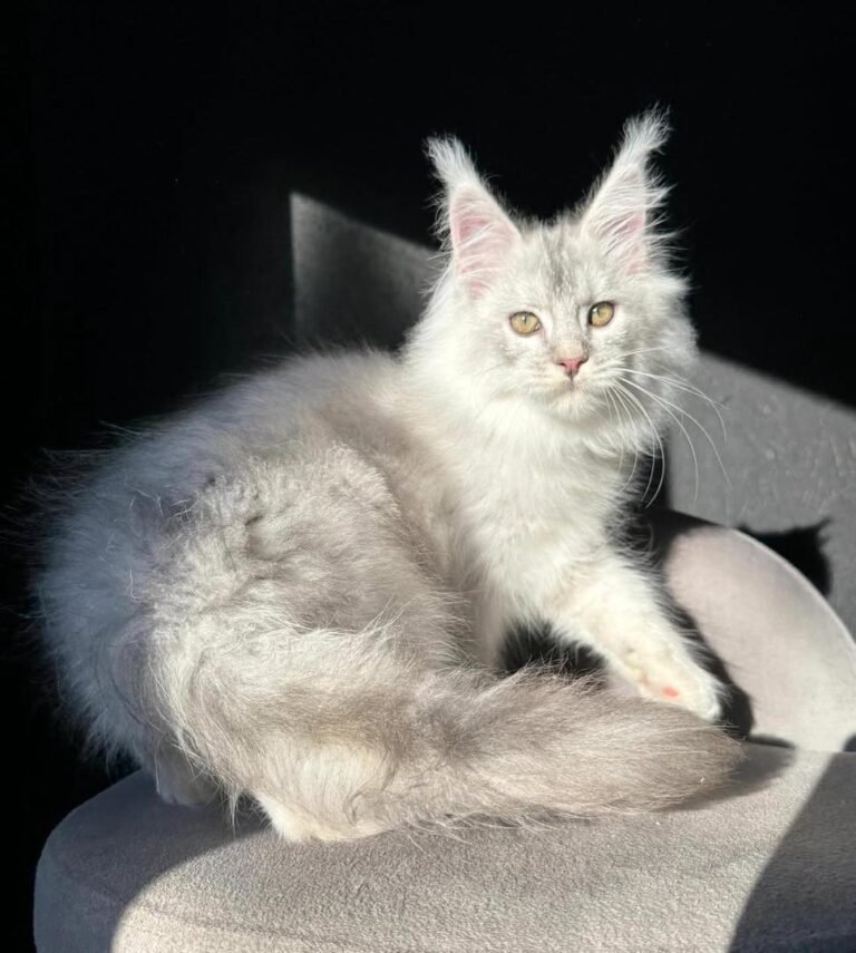 Silver Maine Coon for Sale