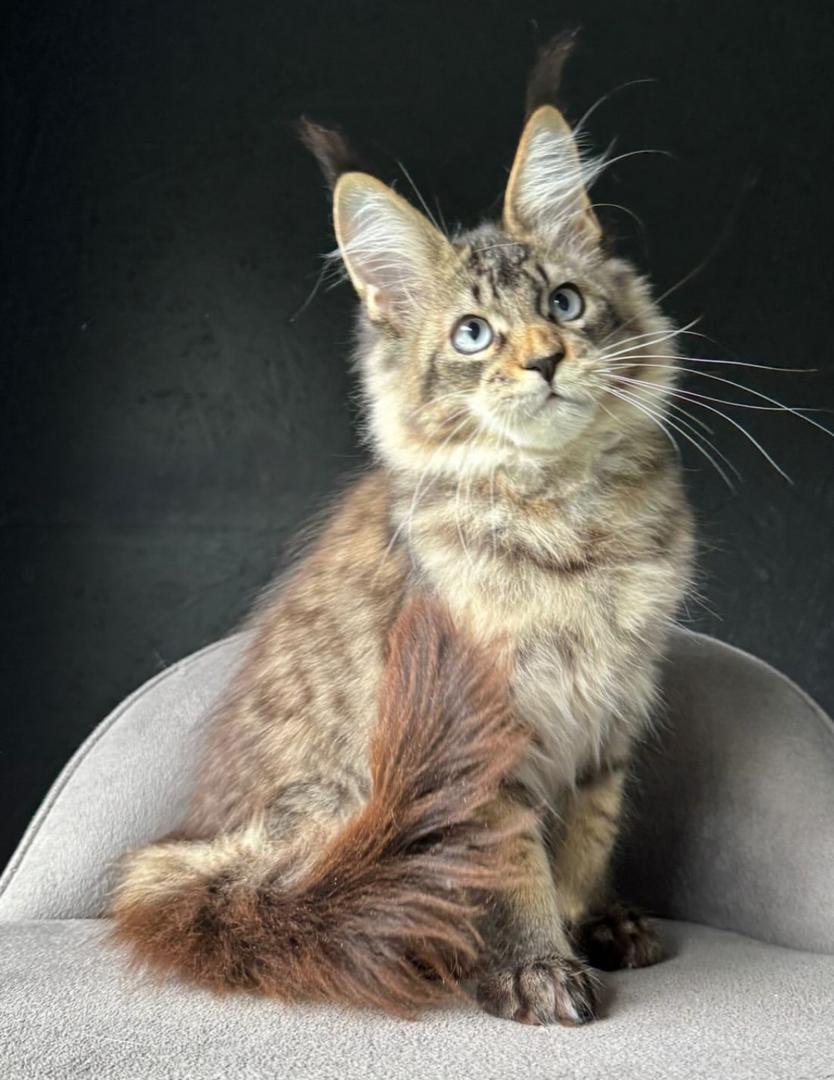 WhatsApp Image 2025-11-18 at 16.13.54_154cf60e