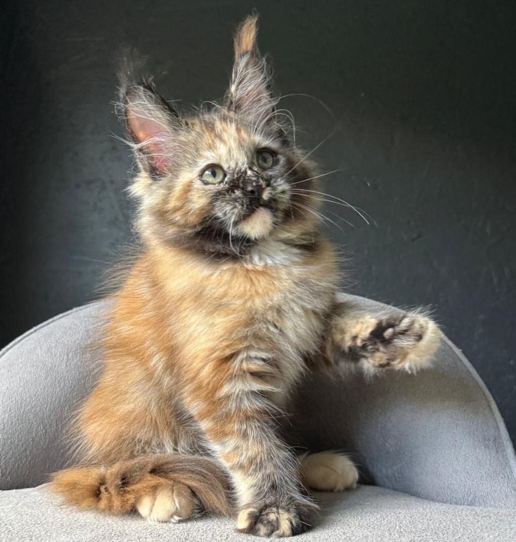 WhatsApp Image 2025-11-18 at 16.13.54_6d16aa24