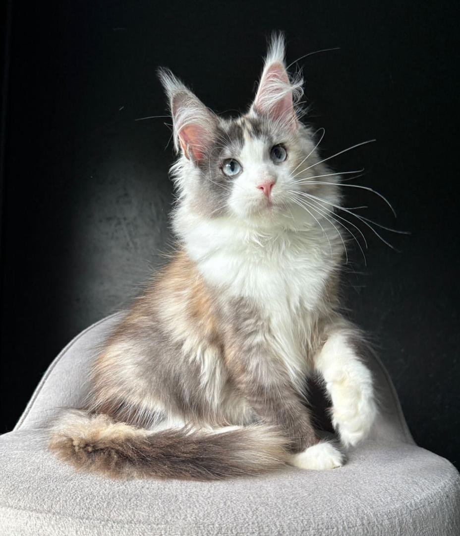 WhatsApp Image 2025-11-18 at 16.13.58_e5660365