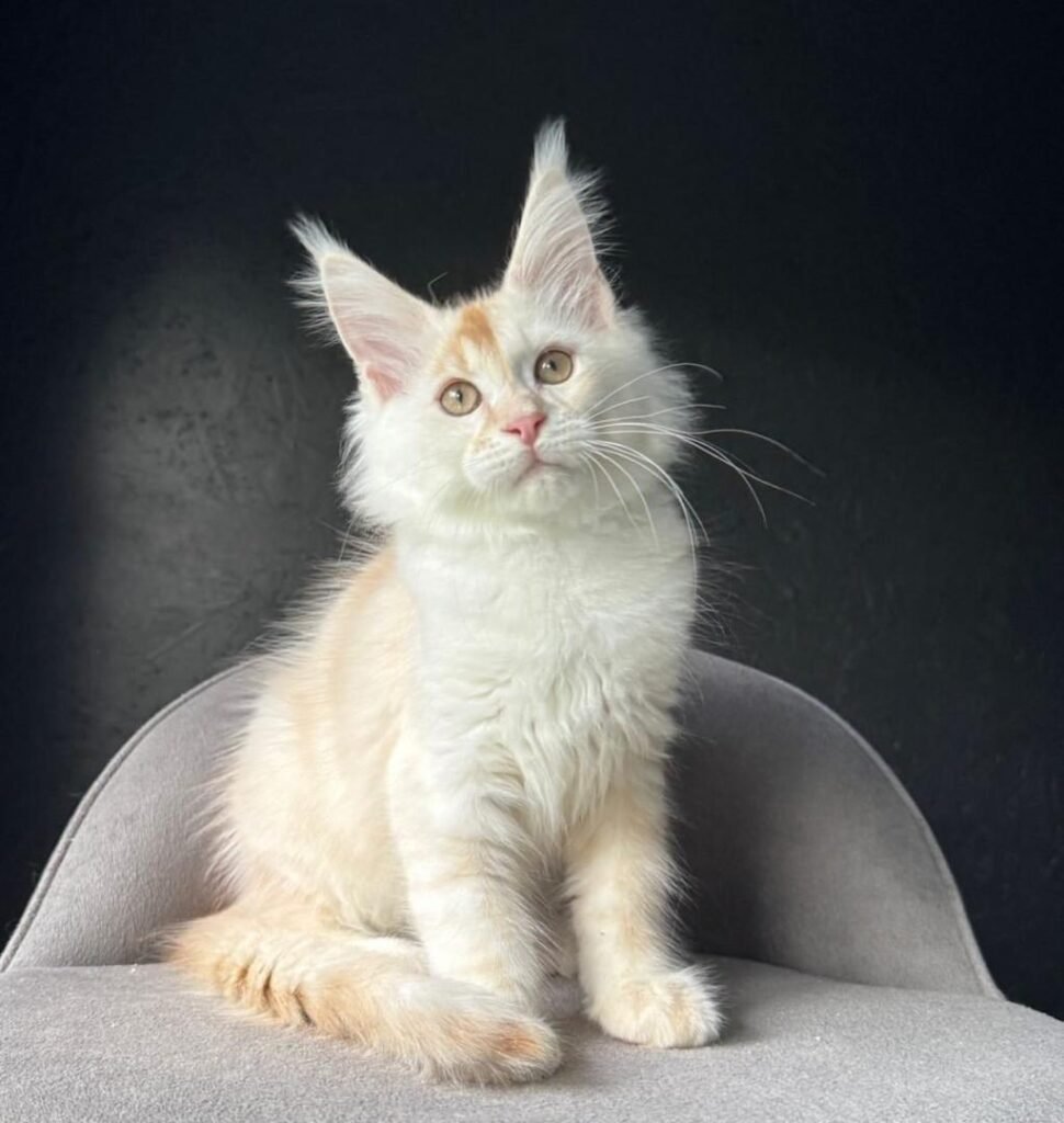 Cream Silver Maine Coon Kitten for adoption